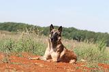 MALINOIS 314